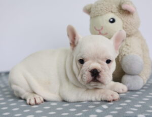 French Bulldog puppy