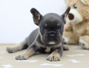 French Bulldog puppy