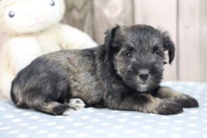 Miniature Schnauzer puppy
