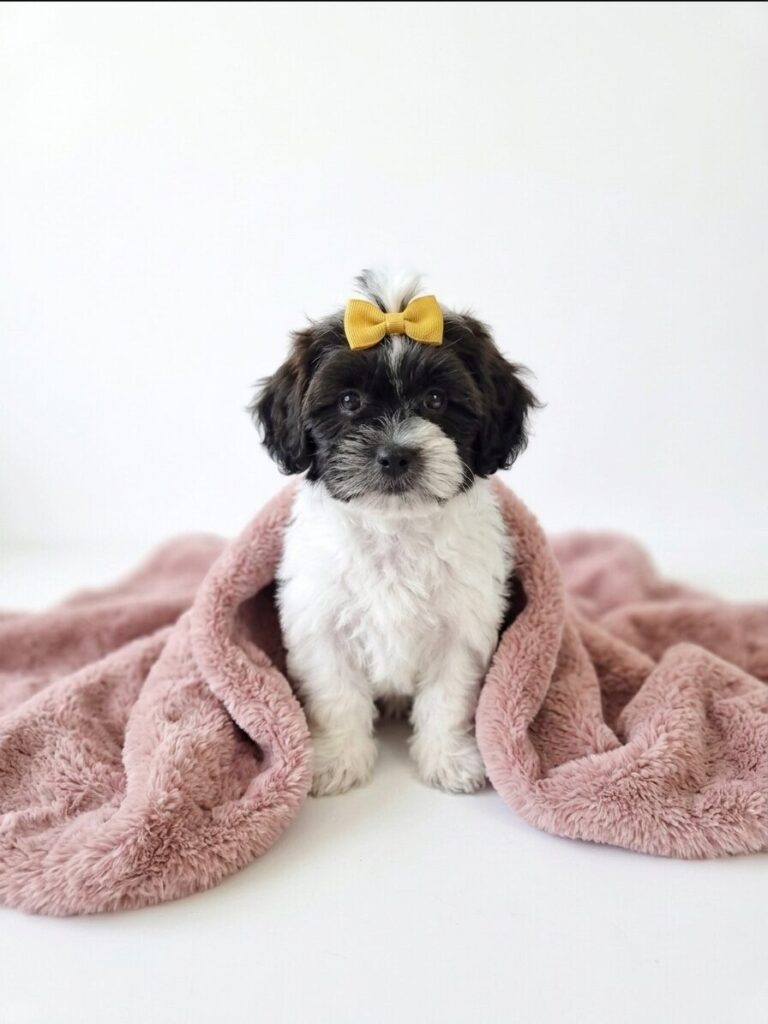 ShihPoo