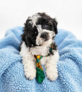 Happiness Is Pets Teddy Bear puppy available