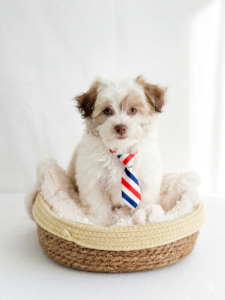 Happiness Is Pets Havanese puppy available