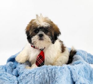 Happiness Is Pets Shih Tzu puppy available