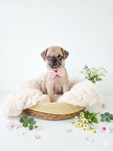 Pug puppy