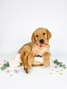 Labrador Retriever puppy