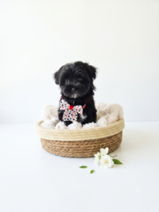 Happiness Is Pets Morkie puppy available