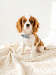 Happiness Is Pets Cavalier King Charles Spaniel puppy available