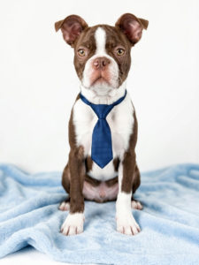 Happiness Is Pets Boston Terrier puppy available