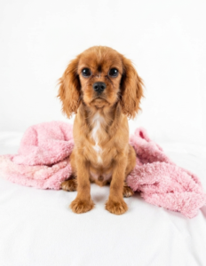 Happiness Is Pets Cavalier King Charles Spaniel puppy available