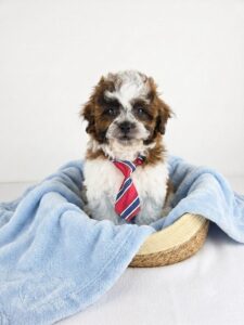 Happiness Is Pets Teddy Bear puppy available