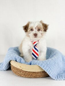 Happiness Is Pets Havanese puppy available