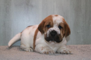Walrus puppy