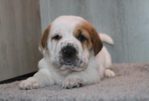 Walrus puppy
