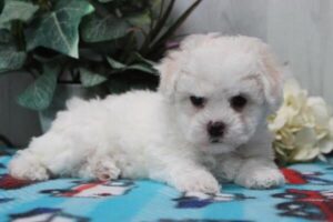 Bichon Frise puppy