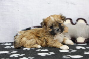 Shih Tzu puppy