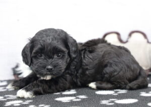ShihPoo puppy