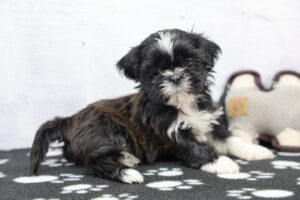 Shih Tzu puppy