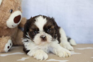 Shih Tzu puppy