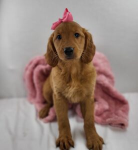 Golden Retriever puppy