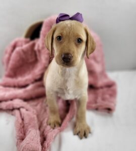 Labrador Retriever puppy