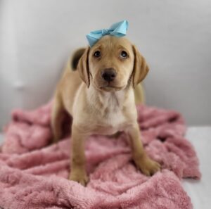 Labrador Retriever puppy