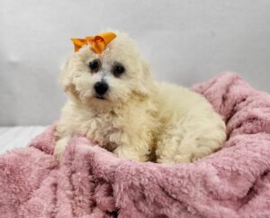 Happiness Is Pets Bichon Frise puppy available