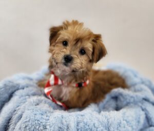 Happiness Is Pets Morkie puppy available