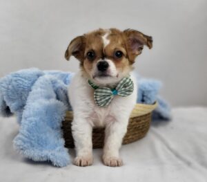 Happiness Is Pets Chihuahua puppy available