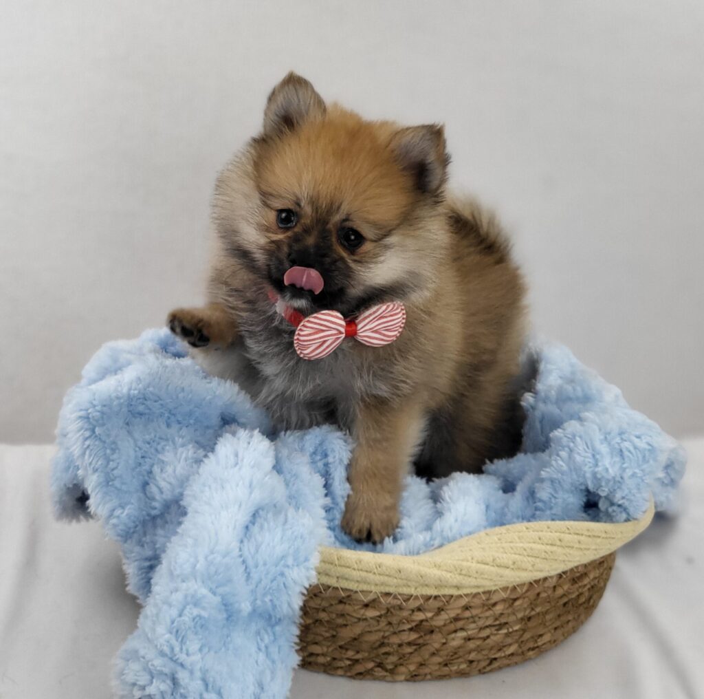 Oliver 4