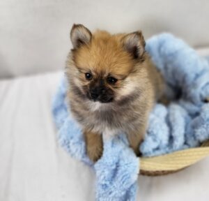 Happiness Is Pets Pomeranian puppy available