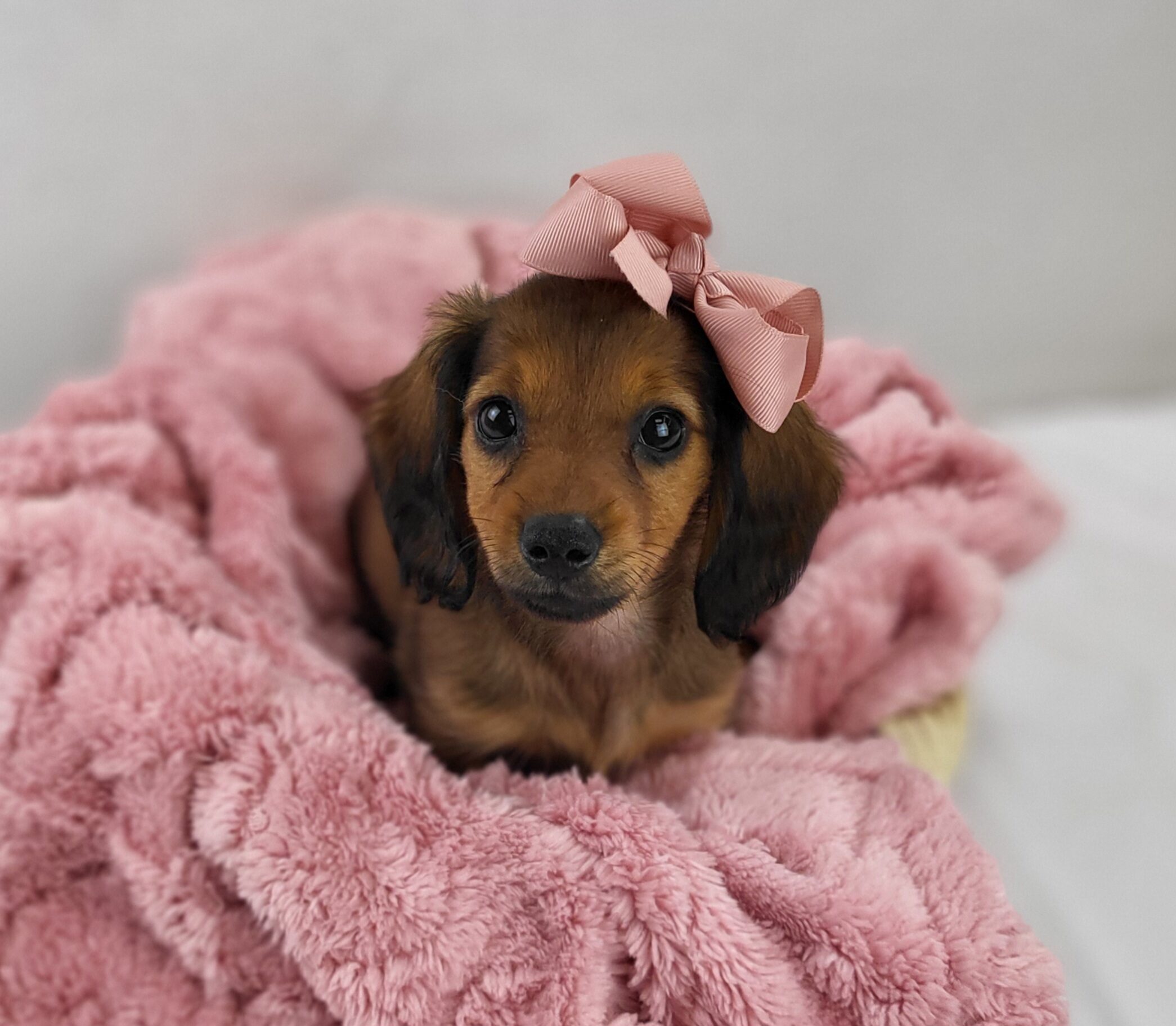 Miniature Dachshund in Griffith, IN