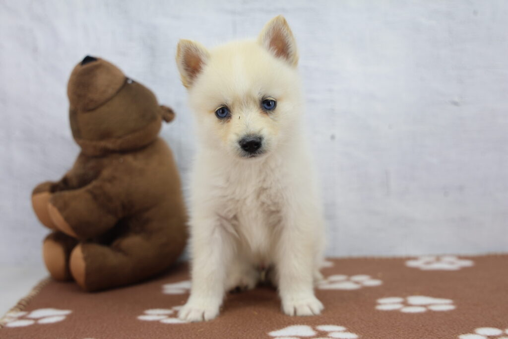 Koda