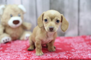 Miniature Dachshund puppy