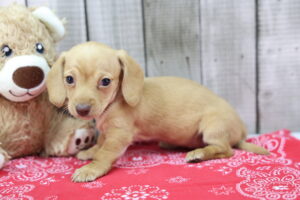 Miniature Dachshund puppy