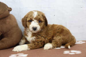 Miniature Goldendoodle puppy