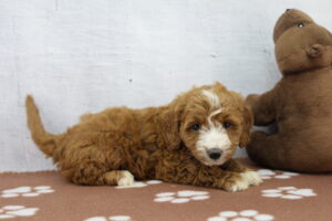 Miniature Goldendoodle puppy