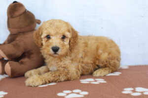 Miniature Poodle puppy