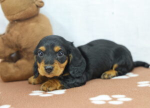 Miniature Dachshund puppy