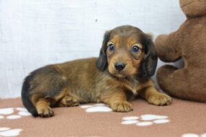 Miniature Dachshund puppy