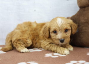 Miniature Goldendoodle puppy