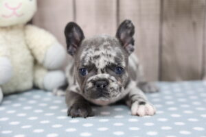 French Bulldog puppy