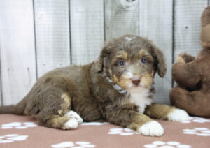Miniature Bernadoodle puppy