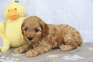 Cockapoo puppy