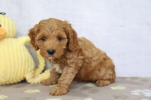 Cockapoo puppy