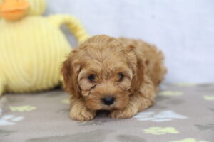 Cockapoo puppy