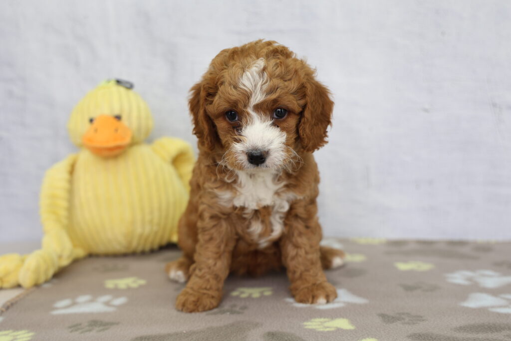 Daisy