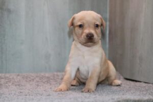Labrador Retriever puppy
