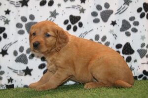 Golden Retriever puppy