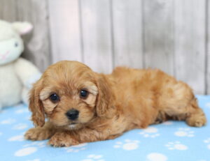 Cavapoo puppy