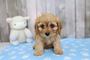 Cavapoo puppy